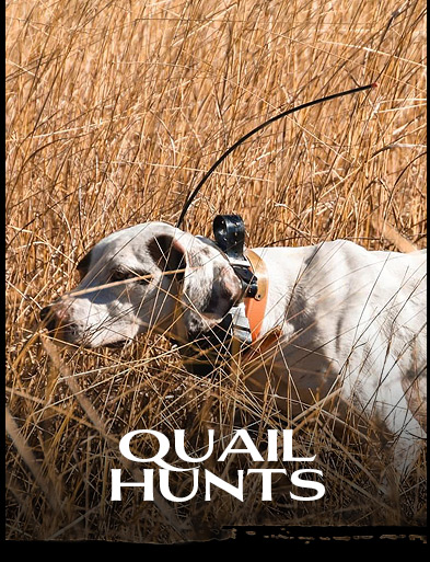 QUAIL HUNTS